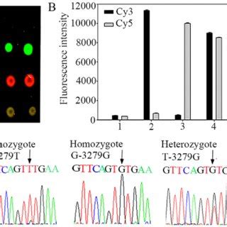 A Schematic Outline Of Genotyping Approach Using Dual Color