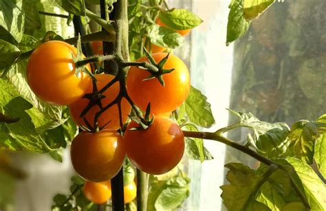 How to Grow Tomatoes Indoors – Enjoy Tomatoes All Year Round - Tomato Bible