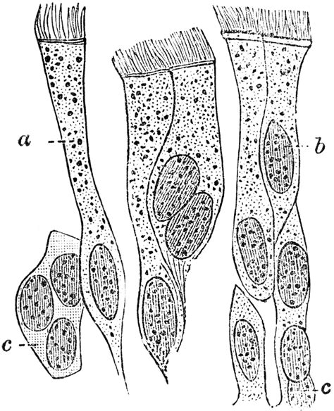 Ciliated Cell Diagram