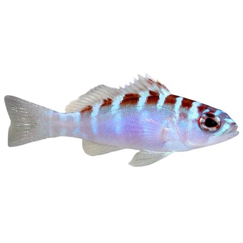 Basslet Fish For Sale Foxy Saltwater Tropicals