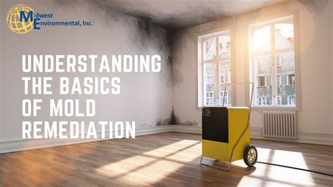 Understanding The Basics Of Mold Remediation Midwest Environmental Inc