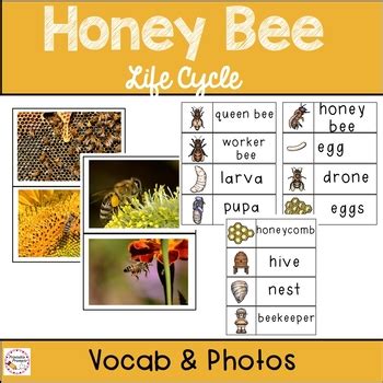 Honey Bees- Life Cycle by PrintablePrompts | Teachers Pay Teachers