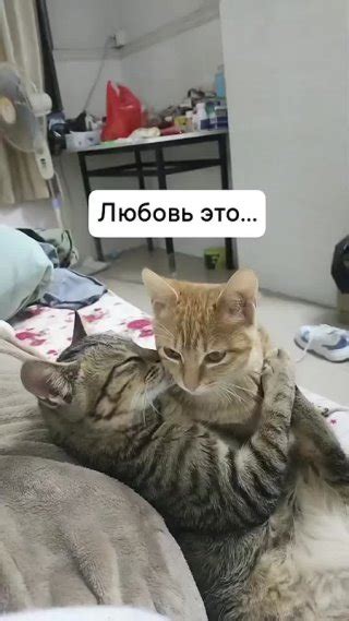Клипы КоТоВаСиЯ