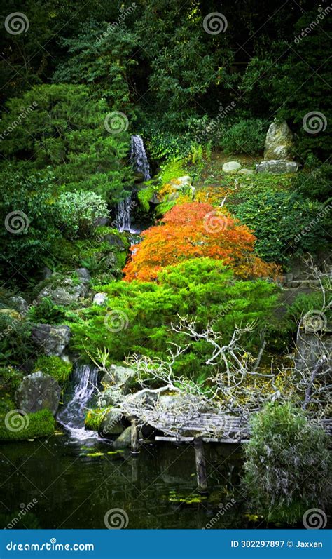 Waterfall In Japanese Tea Garden With Orange Tree Stock Image Image