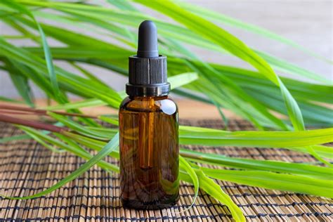 The Benefits Of Lemongrass Essential Oil For Your Skin Plant Guru