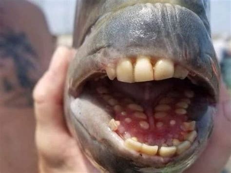 Peixe dentes humanos é capturado em pescaria Folha do ES