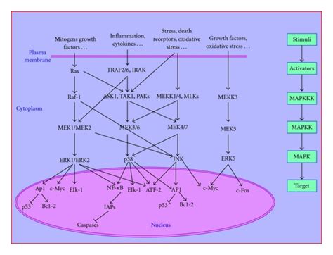 Mitogen Activated Protein Kinase Mapk Signaling Map Kinases Are