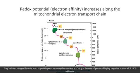 Week 8 Mitochondria And Chloroplasts Flashcards Quizlet