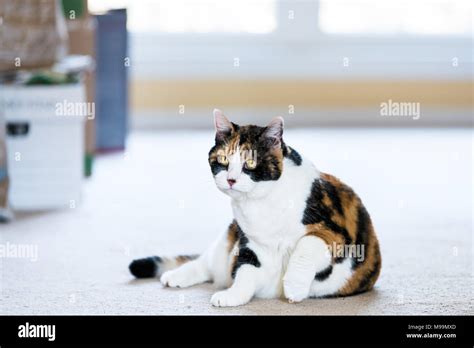 Face Female Calico Cat Sitting Lying Down Comfortable On Carpet In Home