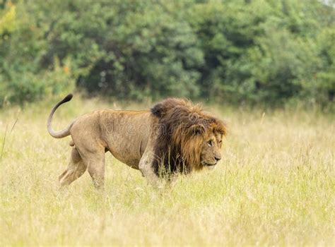 Male Lion Great Caesar From Notches Seen Near Mara River Masai Mara