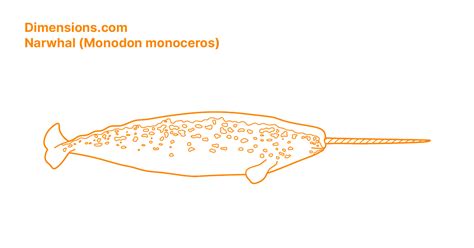 Narwhal Eating Squid