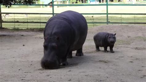 Rare Baby Hippo Delights Mexican Zoo