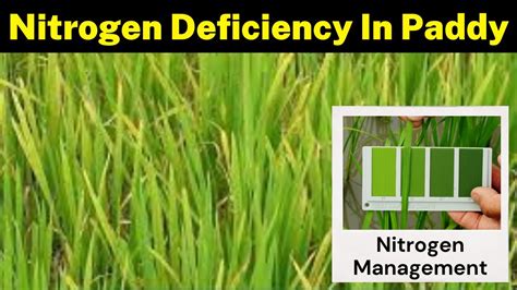 Nitrogen Deficiency In Rice Plants