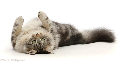 Silver Tabby Cat Rolling On Her Back Photo Wp45811