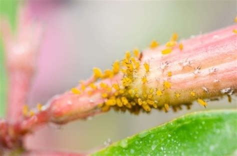 How to treat aphids on indoor plants | FlatwithPlants | Aphids, Indoor ...