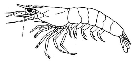 Penaeus Melicertus Plebejus
