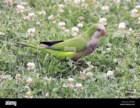 Quaker Parrot Hi Res Stock Photography And Images Alamy