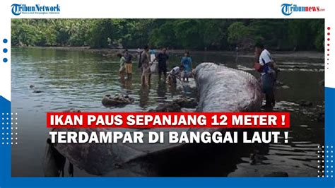 Ikan Paus Sepanjang Meter Terdampar Di Banggai Laut Youtube