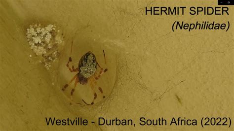 Hermit Spider Durban South Africa June July Youtube