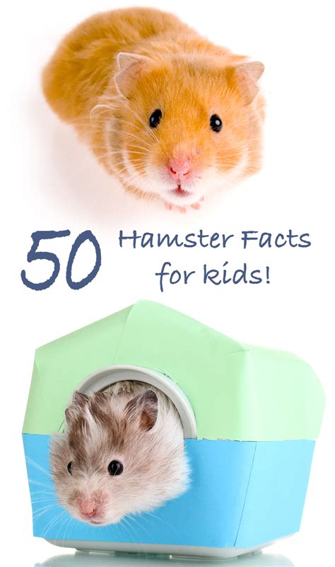 50 Amazing Hamster Facts For Kids - Everything You Want To Know!