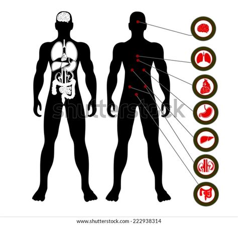 illustration diagram human anatomy stock illustration