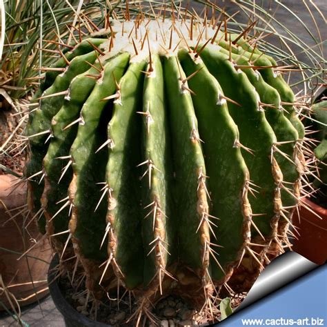 Echinocactus Visnaga