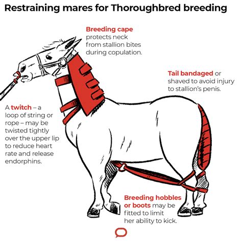 Breeding Thoroughbreds is far from natural - Horses and People