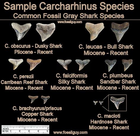 Carcharhinus Shark Facts Shark Tooth Id And Information Artofit