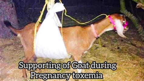 Pregnancy Toxemia In Goat 🐐 With Symptoms And Treatment Youtube