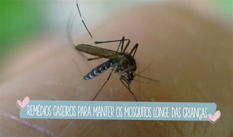 Cuidados E Solu Es Caseiras Para Espantar Mosquitos E Pernilongos