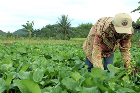 Tips Sukses Dalam Mengolah Lahan Pertanian Untuk Pemula