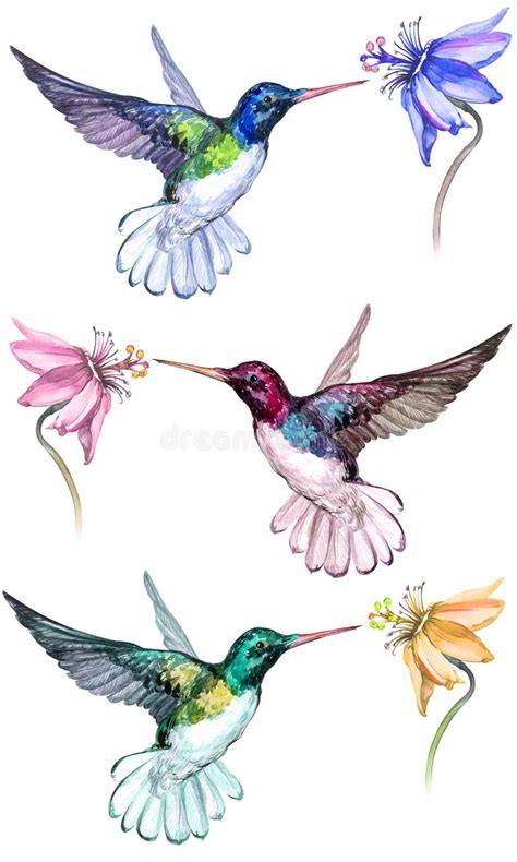 Hummingbirds Flight Stock Illustrations 1890 Hummingbirds Flight