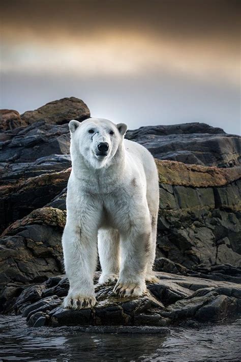 A Close Encounter By Marco Gaiotti On 500px Polar Bear Polar Polar