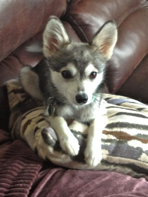 Alaskan Klee Kai Mini Husky Sled Dog Alaskan Klee Kai Pet Puppy