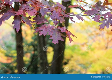 De Rode Eiken Bladeren Van De Herfst Stock Afbeelding Image Of