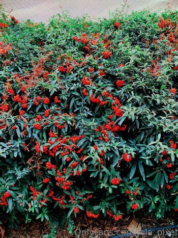 Lola Pixel Lolapixel Nude Onlyfans The Fappening Plus