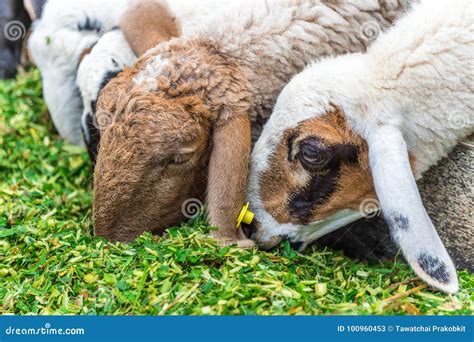 Sheep eating grass. stock image. Image of herd, hill - 100960453