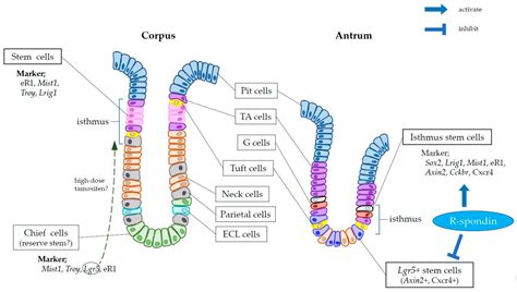 Biomedicines Free Full Text Gastric Stem Cell And Cellular Origin