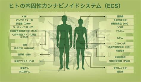 エンド・カンナビノイド・システム（ecs）とは？最新研究も紹介！ The Cbdの株式会社麻田製薬asada Pharma Inc