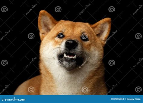 Portrait Of Shiba Inu Dog Isolated Black Background Stock Photo