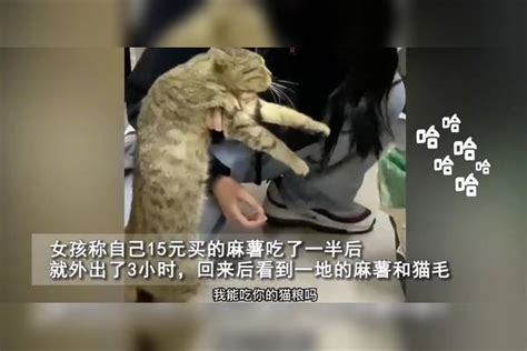 馋猫偷吃女孩15元买的麻薯哭着大声质问猫咪又不是没给你饭吃