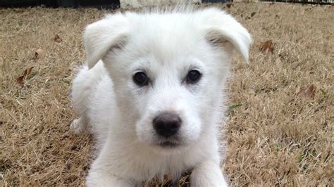 Photos Rescued Puppies Available For Adoption In New England