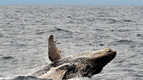 Todo listo para el avistamiento de ballenas jorobadas en el país Tuvoz tv