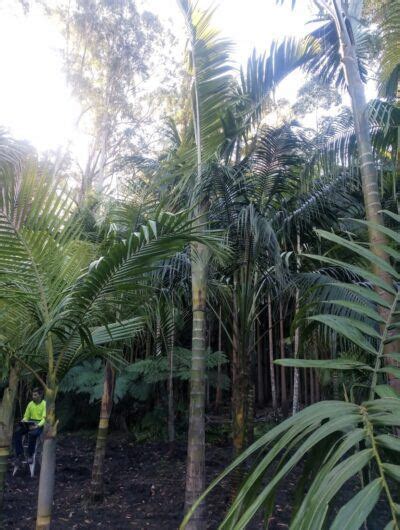 Advanced Dypsis Pembana True Green Nursery