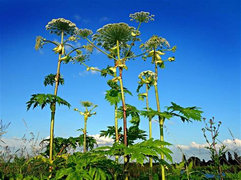 A Visitor's Guide to Giant Hogweed in Scotland | Travel Tips & Advice