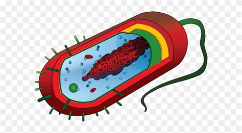 Bacterial Cell Diagram Clipart Best Images