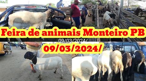 Feira De Caprinos E Ovinos Em Monteiro Pb Youtube