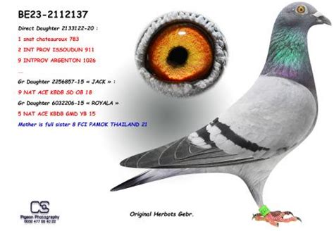 Herbots | Top pigeons for sale