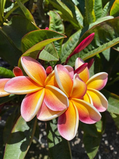 Hawaiian Plumeria frangipani Cuttings Yellow & Pink - Etsy