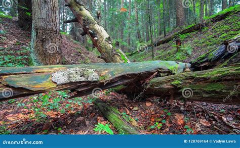 Old Fallen Trees In The Forest Stock Photo Image Of Nature Green